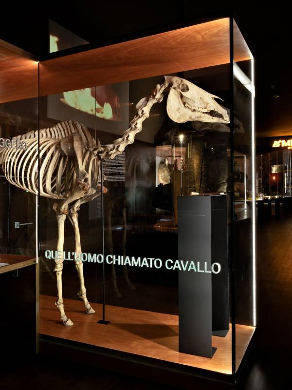 Musei Civici Reggio Emilia Nuovo Allestimento